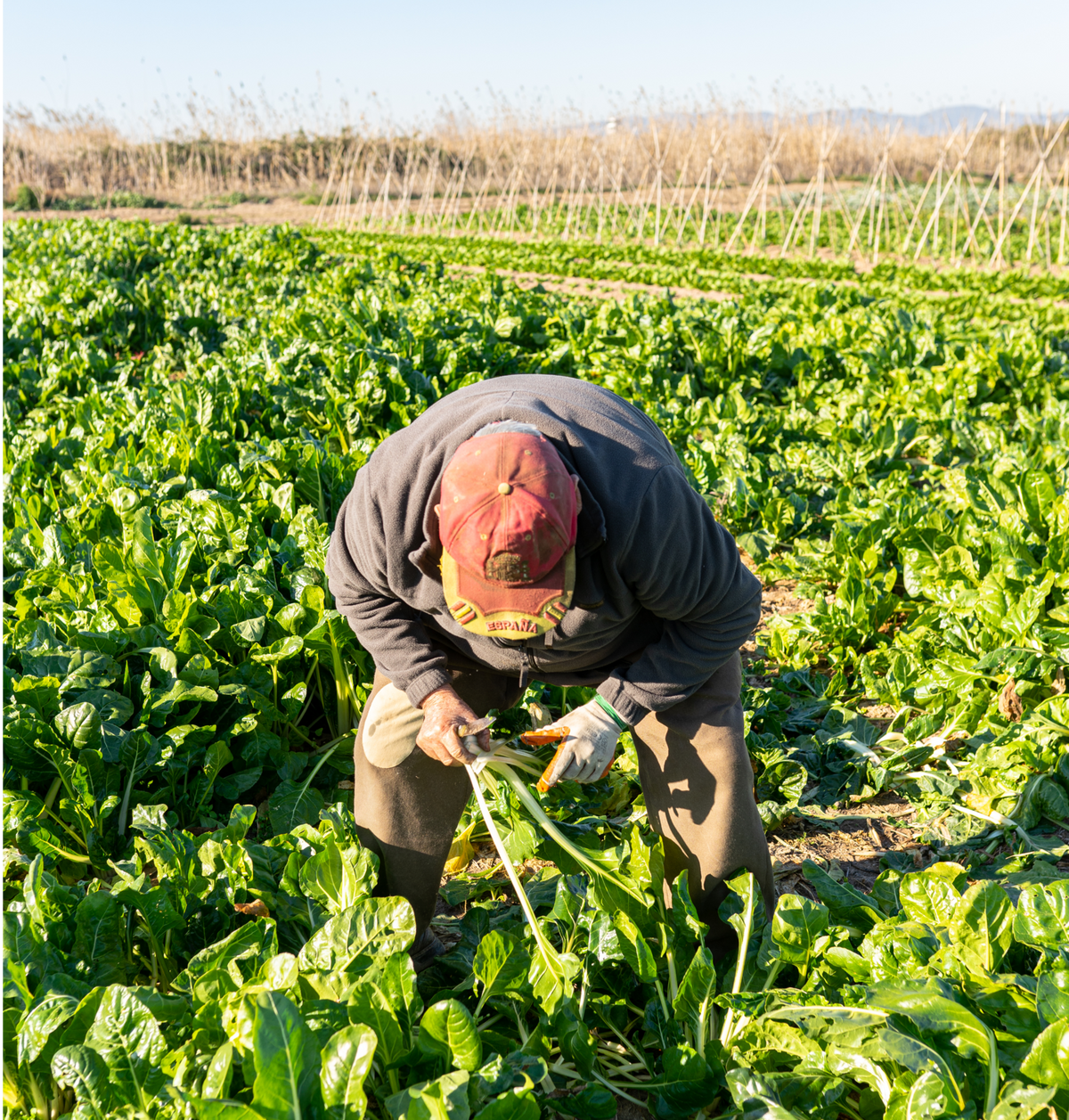 Comprar frutas y verduras directamente del agricultor: cómo hacerlo