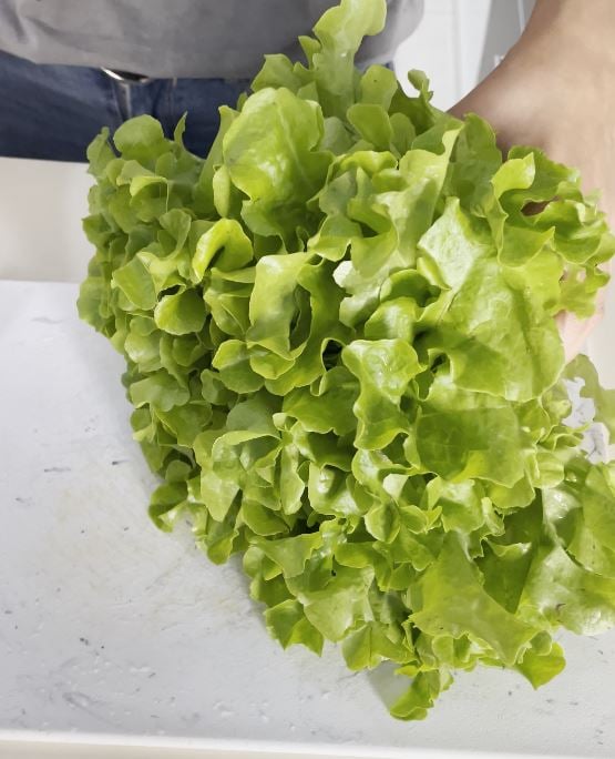 Lechuga