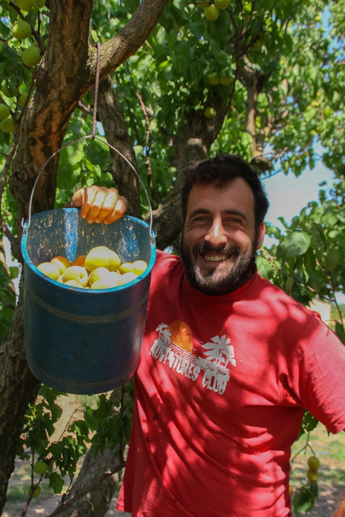 albercocs