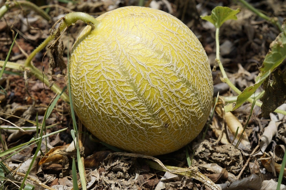 Cómo saber si un melón está maduro: trucos definitivos para no fallar
