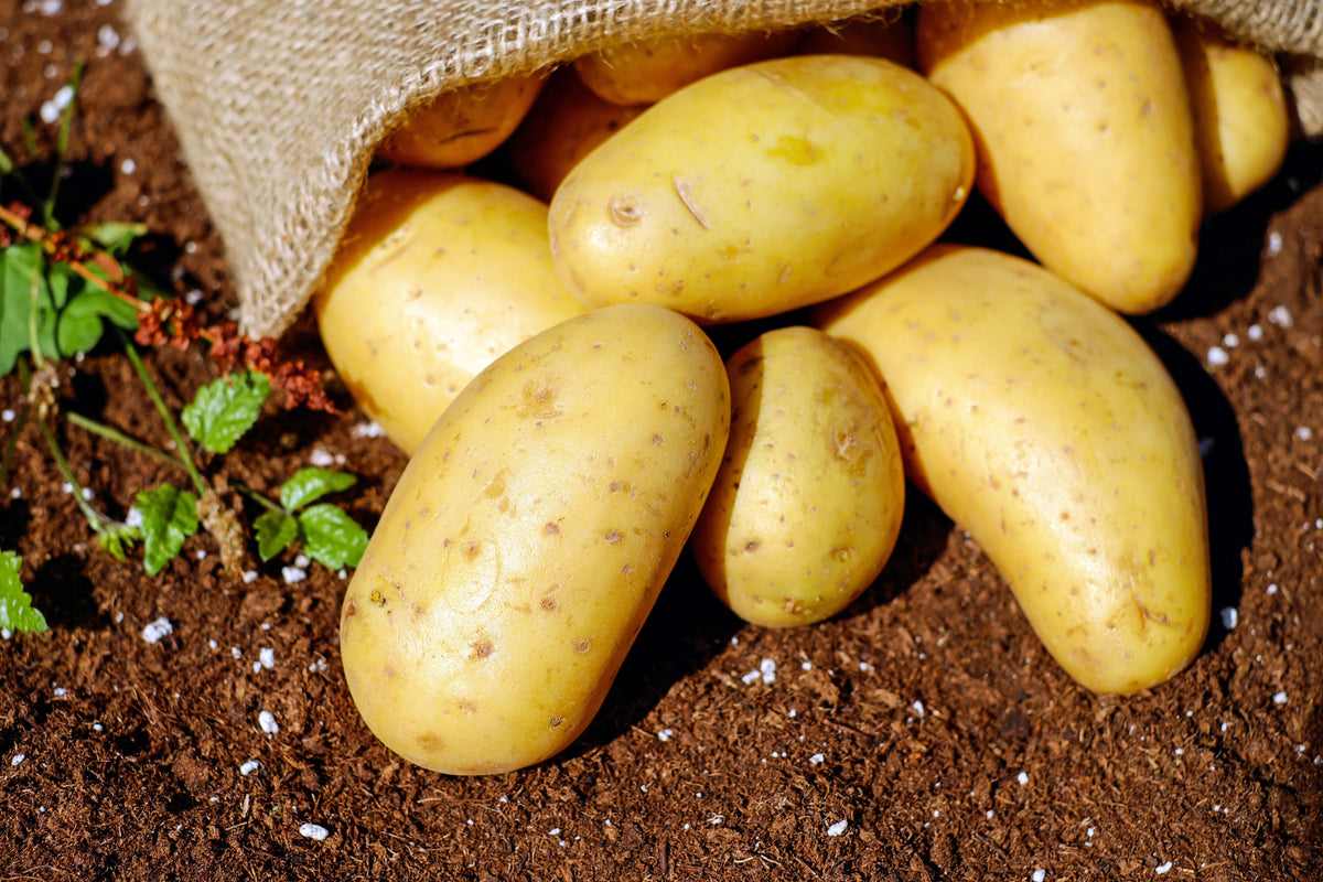 patates