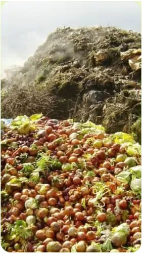 Desperdício alimentar TALKUAL