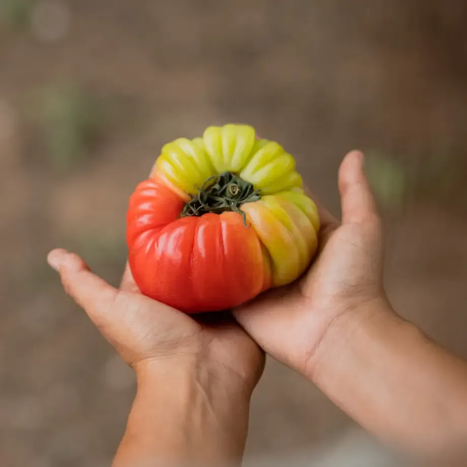 Tomate-3