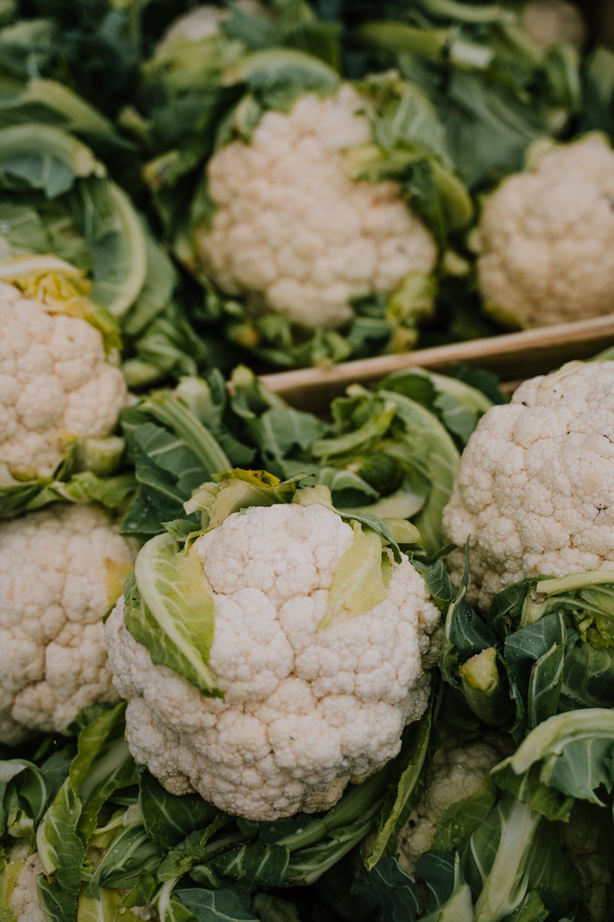 coliflor