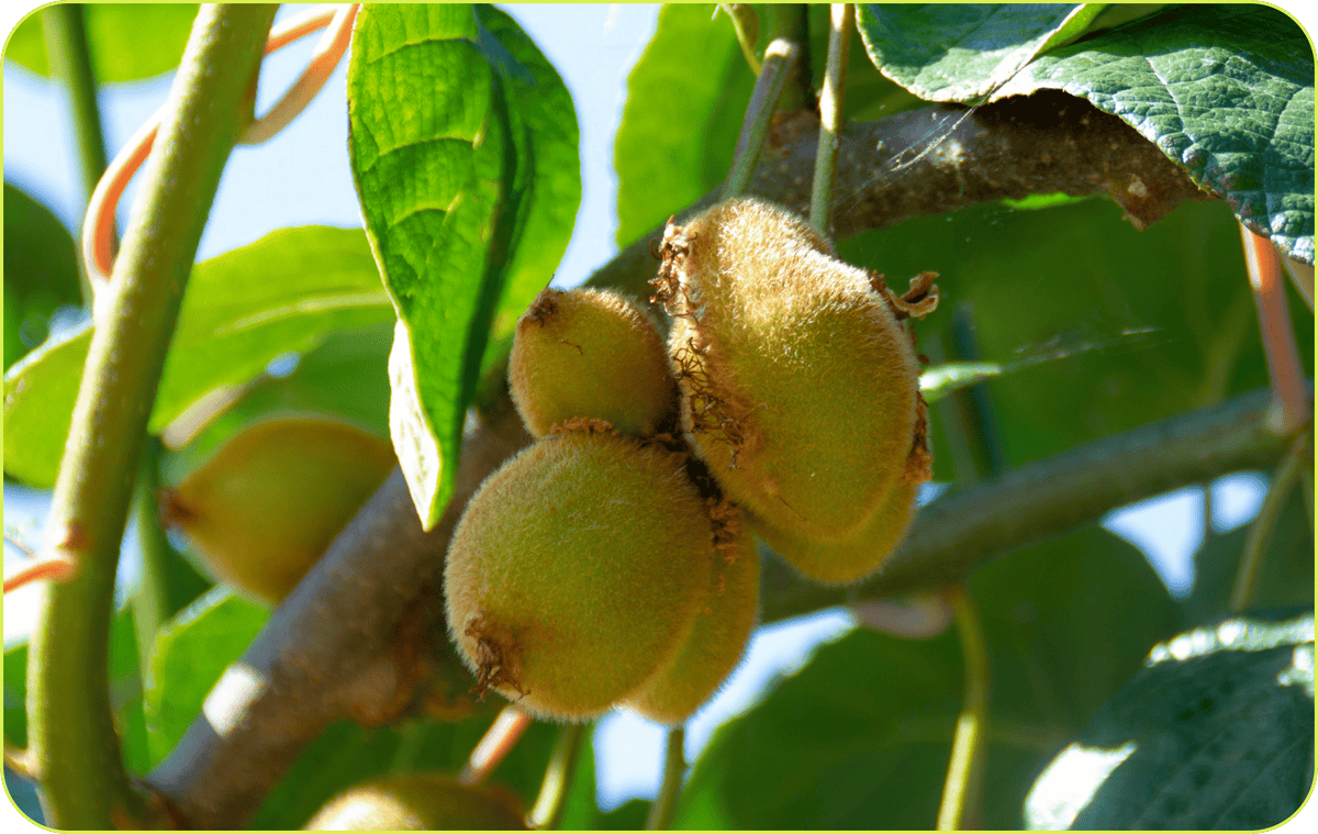 kiwi