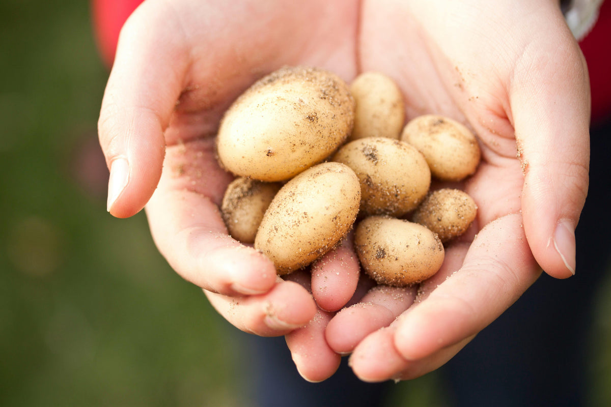 patates