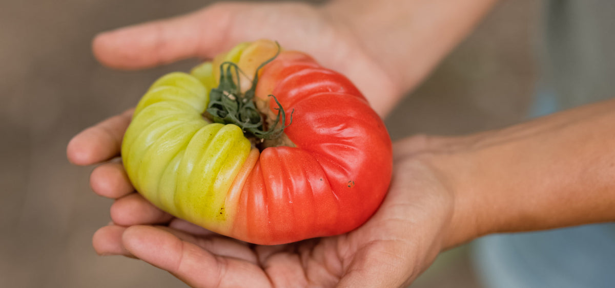 3 recetas con el producto del mes: el tomate