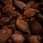 Cacao