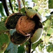 Nueces