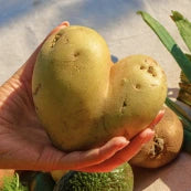 patata