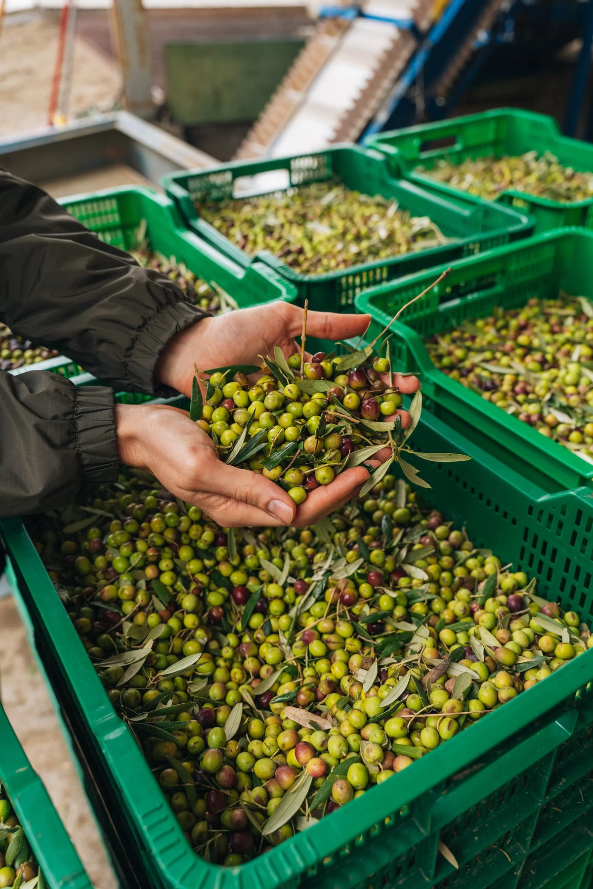 Aceitunas cosechadas en cajas obrador CIMMA