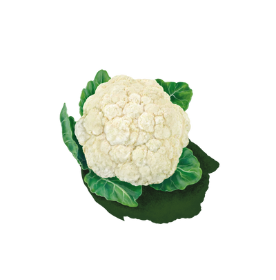 Coliflor Blanca