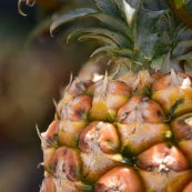 Piña