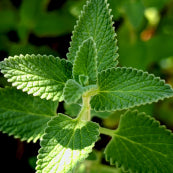 Menta