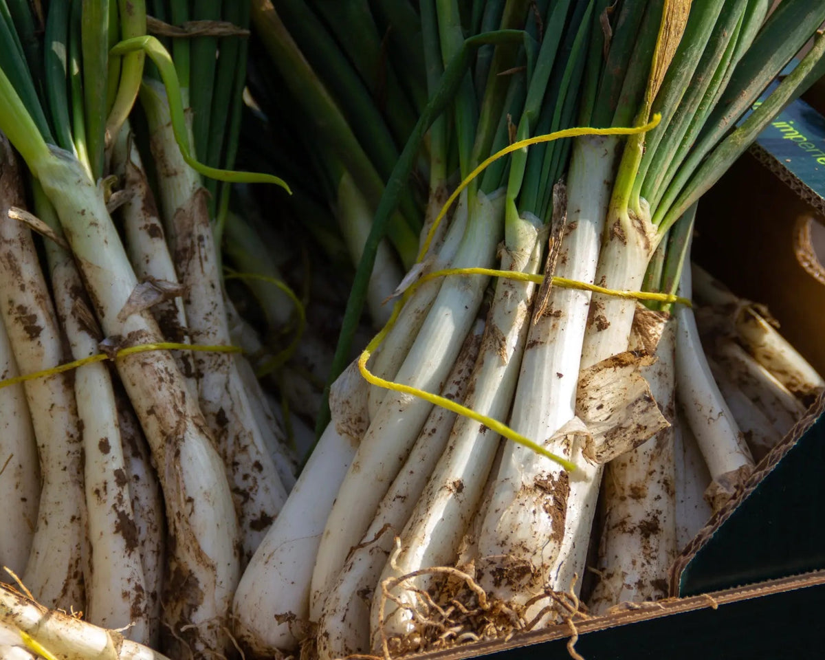 Primer pla de manats de calçots frescos de temporada en una caixa Talkual