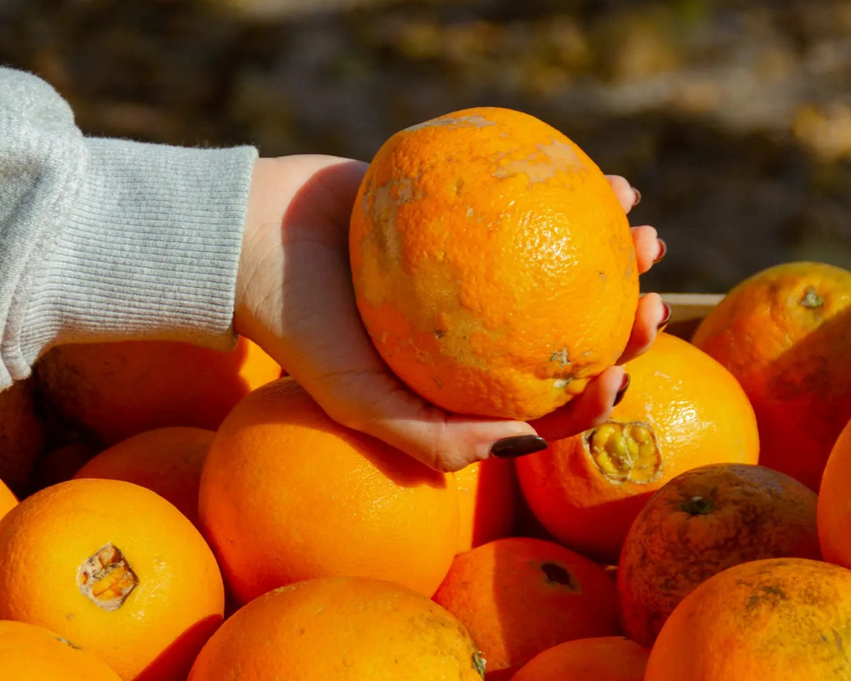 Mano sujetando una naranja de Valencia imperfecta sobre una caja de naranjas