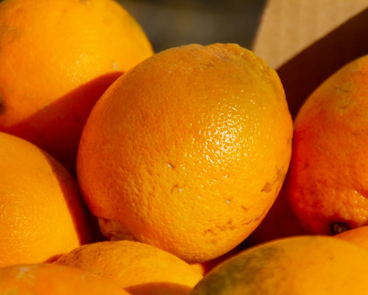 Primer plano de naranjas de Valencia imperfectas de temporada
